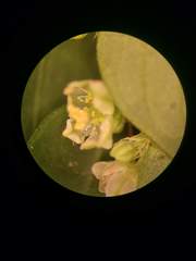 Phyllanthus leucanthus