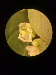 Phyllanthus leucanthus