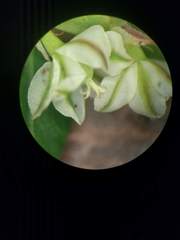 Phyllanthus leucanthus