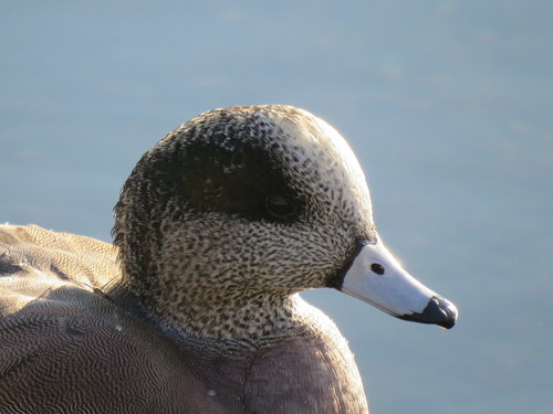 Canard à front blanc