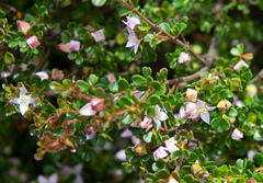 Boronia algida