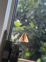 Pylartes