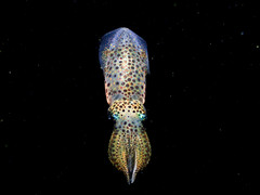 Uroteuthis