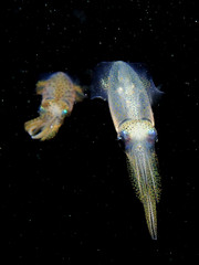 Uroteuthis