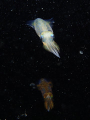 Uroteuthis