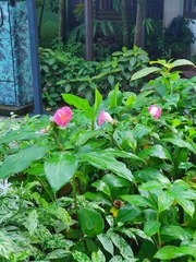 Costus phyllocephalus
