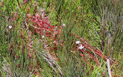 Chenolea diffusa