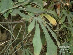 Aristolochia cucurbitifolia