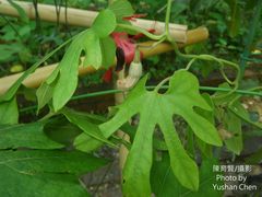 Aristolochia cucurbitifolia