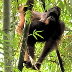 Pongo pygmaeus