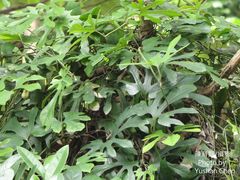 Aristolochia cucurbitifolia