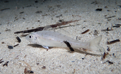 School Whiting photo 2