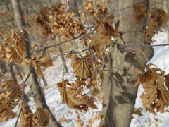 Acer pseudosieboldianum