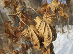 Acer pseudosieboldianum