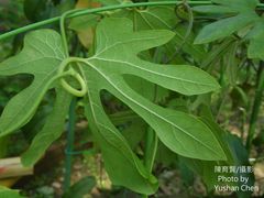 Aristolochia cucurbitifolia