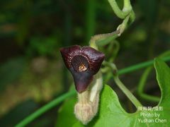 Aristolochia cucurbitifolia