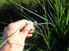 Bolboschoenus caldwellii