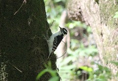 Dryobates pubescens
