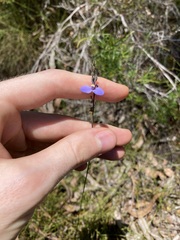 Comesperma defoliatum