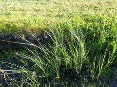 Bolboschoenus caldwellii