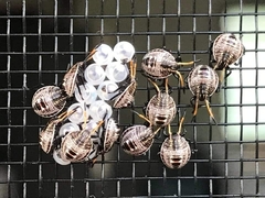 Poecilometis strigatus