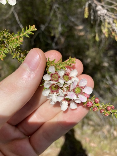 Image of Lemon-Scented Tea-Tree (Leptospermum liversidgei) by (c) Thomas Mesaglio, some rights reserved (CC BY)