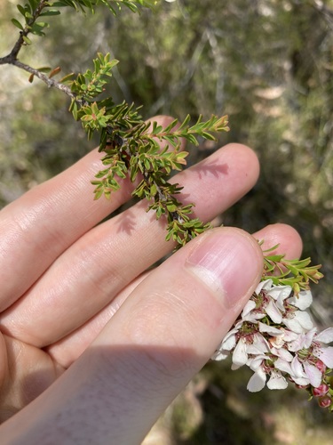 Image of Leptospermum liversidgei by (c) Thomas Mesaglio, some rights reserved (CC BY)