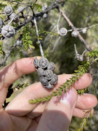Image of Leptospermum liversidgei by (c) Thomas Mesaglio, some rights reserved (CC BY)