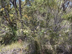 Leptospermum liversidgei