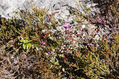 Image of Indigofera sarmentosa by (c) Tony Rebelo, some rights reserved (CC BY-SA)