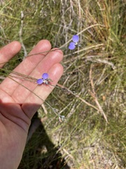Comesperma defoliatum