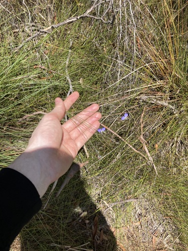 Image of Comesperma defoliatum by (c) Thomas Mesaglio, some rights reserved (CC BY)