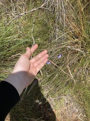 Comesperma defoliatum