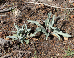 Penstemon pachyphyllus