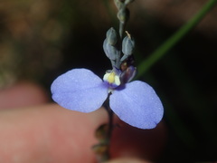 Comesperma defoliatum