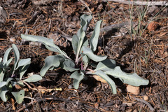 Penstemon pachyphyllus