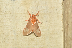 Rhodorhipha subflammans