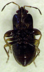 Plinthisus woodwardi