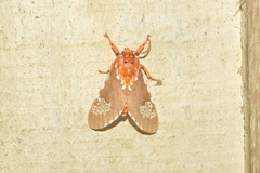 Rhodorhipha subflammans