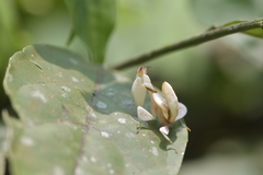 Hymenopus coronatus