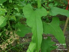 Aristolochia cucurbitifolia