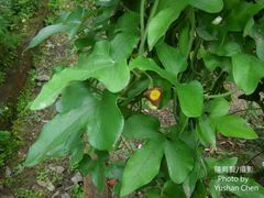 Aristolochia cucurbitifolia
