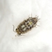 Actaecia euchroa - Photo (c) Grey Smith,  זכויות יוצרים חלקיות (CC BY), הועלה על ידי Grey Smith