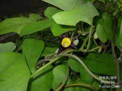 Aristolochia cucurbitifolia