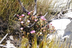 Erepsia forficata
