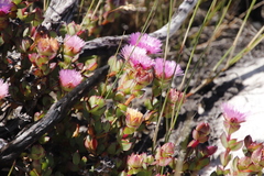 Erepsia forficata