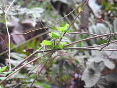 Lonicera interrupta