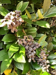 Ligustrum liukiuense