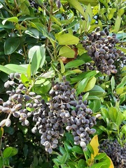 Ligustrum liukiuense