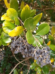 Ligustrum liukiuense